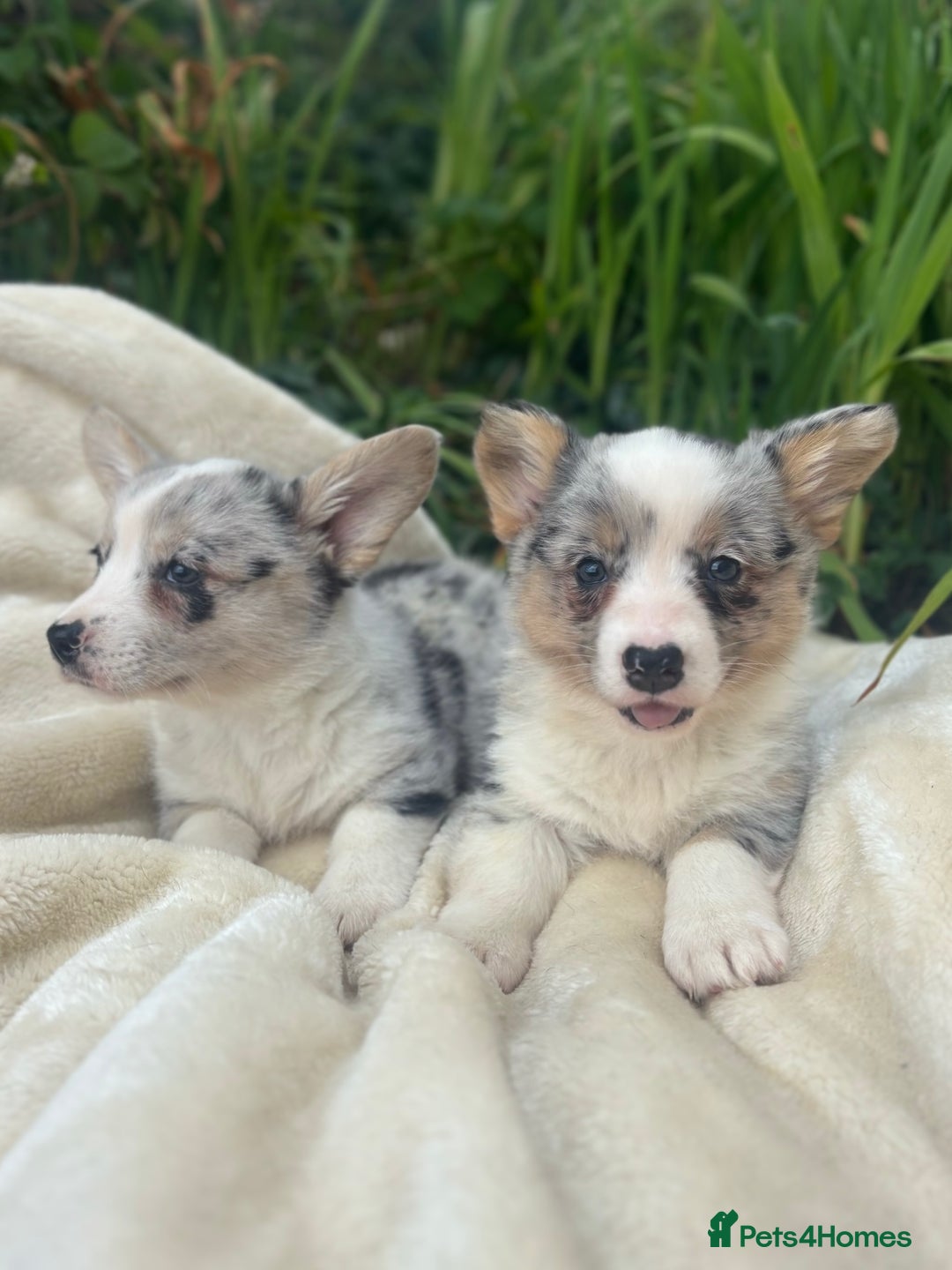 Welsh Corgi Cardigan dogs for sale: ⭐️Beautiful Cardiganshire Corgi Pups⭐️*1 LEFT* - Image 18