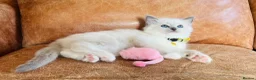 Ragdoll cats for sale: 🐈Pedigree Ragdoll Champion line 🏆 GCCF kittens  - Advert 33