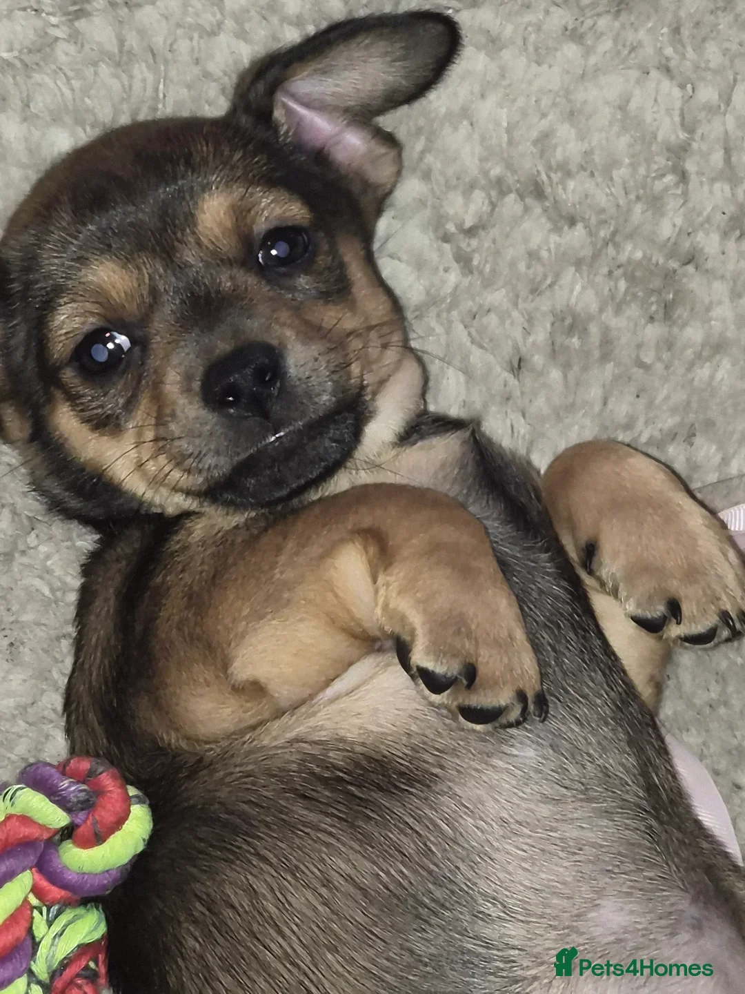 Chiweenie dogs for sale: Beautiful chiweenies  - Advert 4