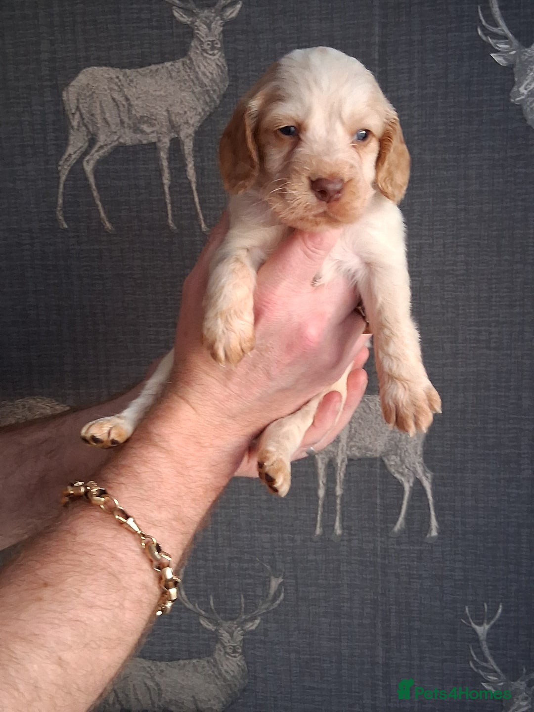 Cocker Spaniel dogs for sale: beautiful working cocker spaniels for sale - Advert 5