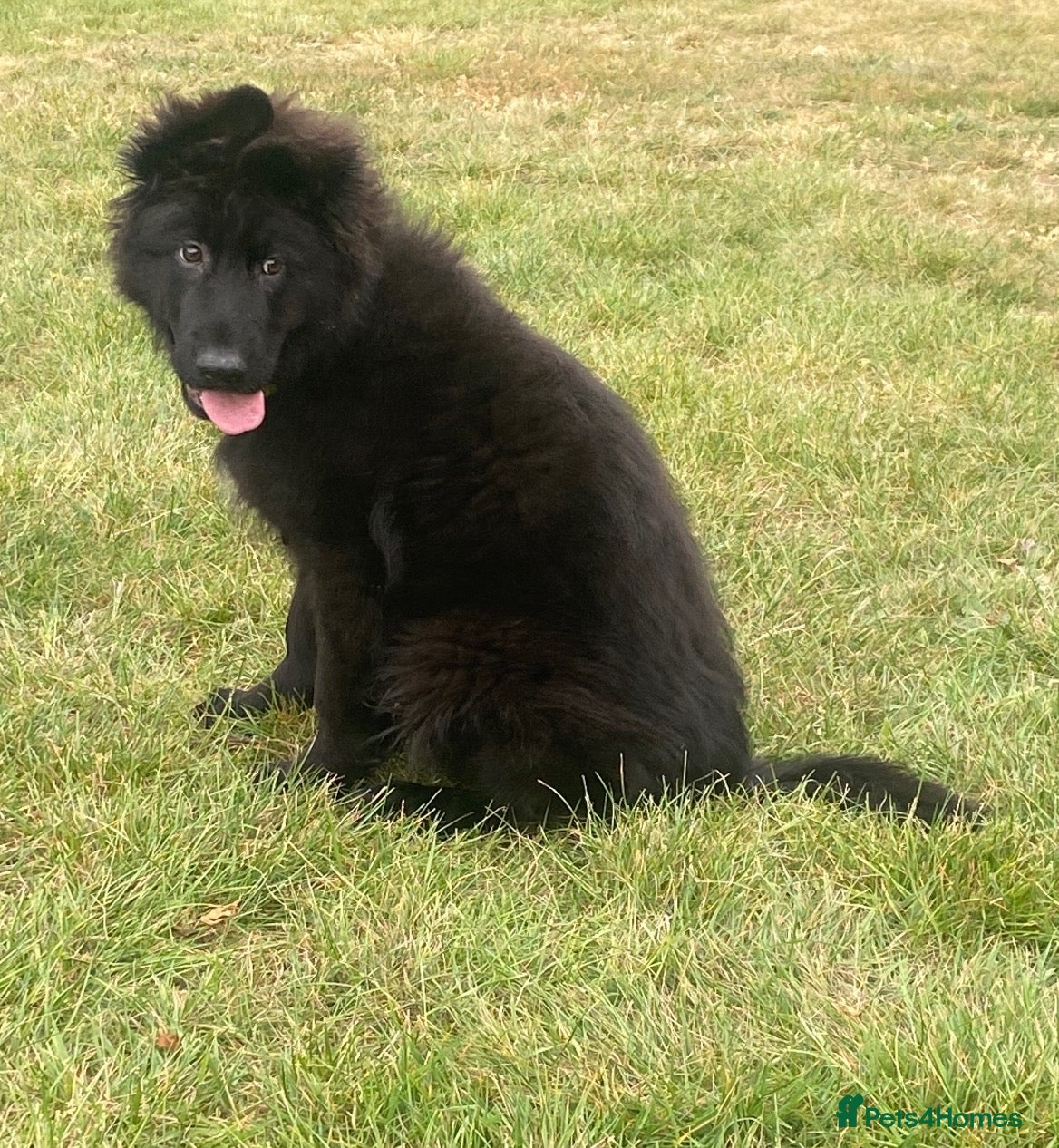 German Shepherd dogs  beautiful longcoat solid black girl available  - Advert 2