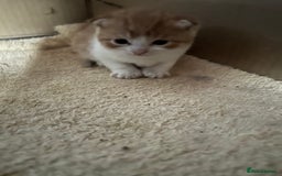British Longhair cats for sale: 2 beautiful fluffy ginger kittens  - Image 6
