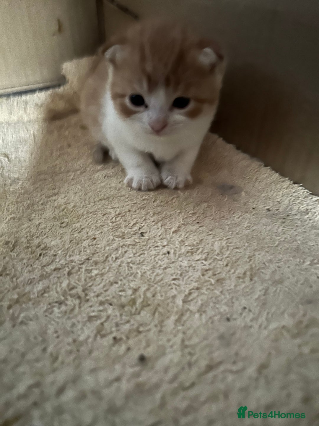 British Longhair cats for sale: 2 beautiful fluffy ginger kittens  - Image 6