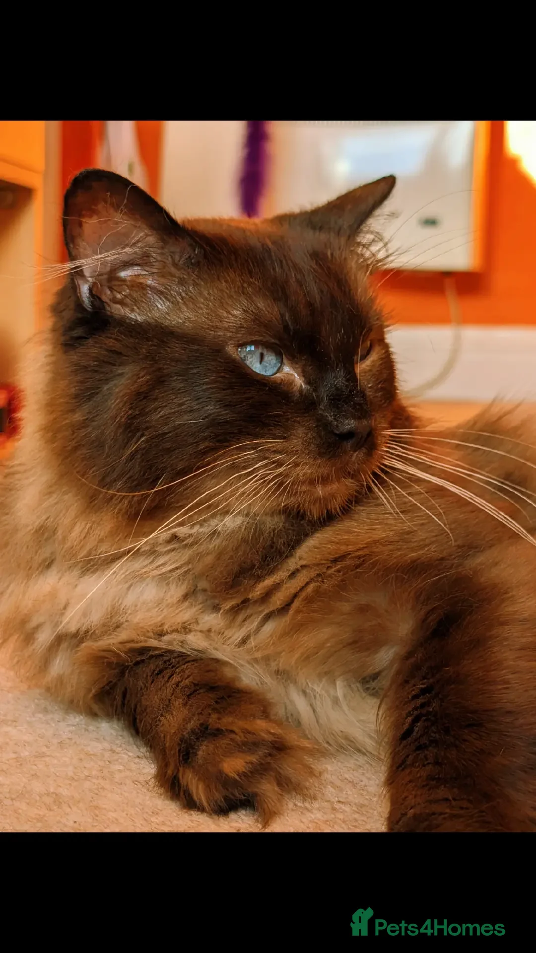 Ragdoll cats 100% proven Ragdoll STUD in Bradford - Advert 19