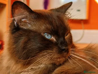 Ragdoll cats 100% proven Ragdoll STUD in Bradford - Advert 1