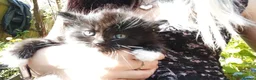 Persian cats for sale:  8 Persian kittens, Blue, Black and Black & White. - Advert 17