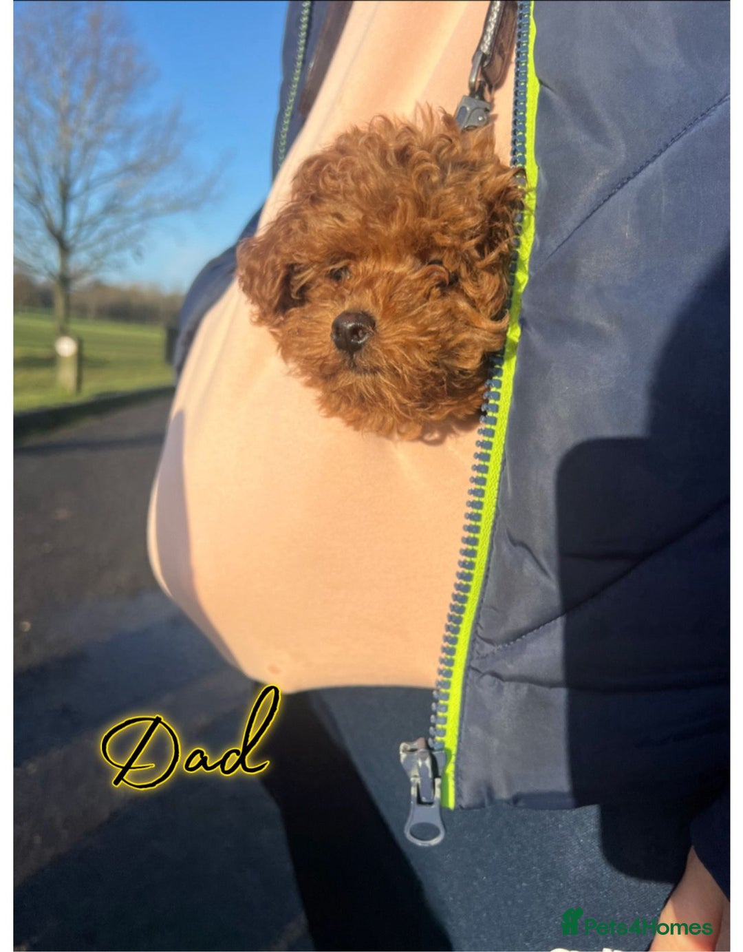 Shihpoo dogs for sale: 🐾 Toy Poodle x Shihpoo Puppies for Sale - Image 16