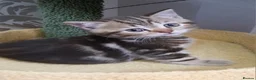 British Shorthair cats for sale: British kittens  - Advert 9