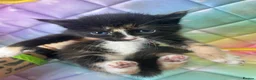 Mixed Breed cats for sale: Five very beautiful little boys.  - Advert 6