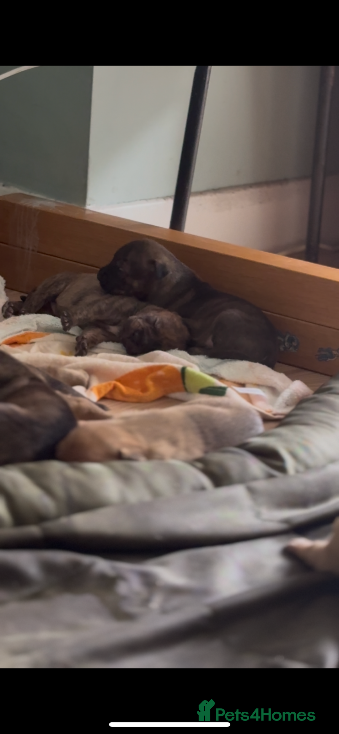 Mixed Breed dogs for sale: Puppies for Sale  - Image 3