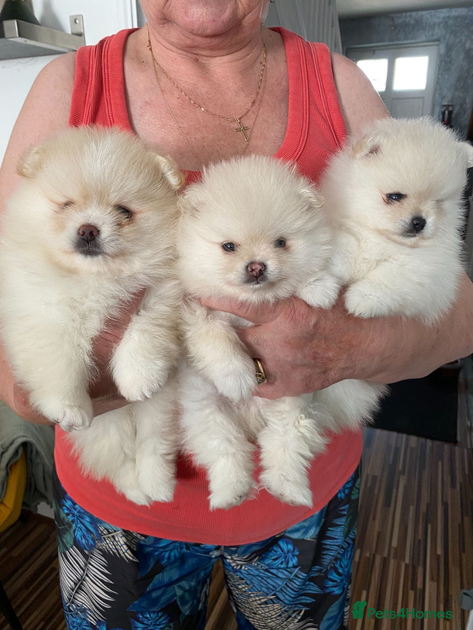 Pomeranian dogs Stunning pomeranians for sale both parents KC  - Advert 1