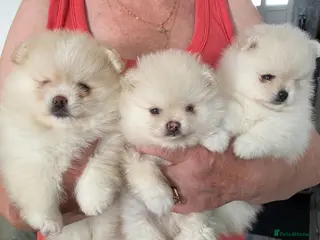 Pomeranian dogs Stunning pomeranians for sale both parents KC - Advert 10