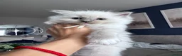 Ragdoll cats for sale: Stunning GCCF Registered Ragdoll Kitten - Advert 12