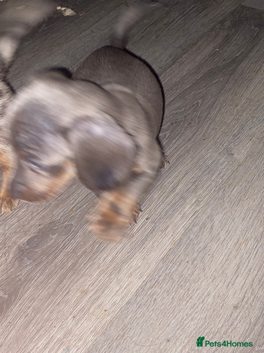 Dachshund dogs for sale:  dachshunds puppies  - Advert 11