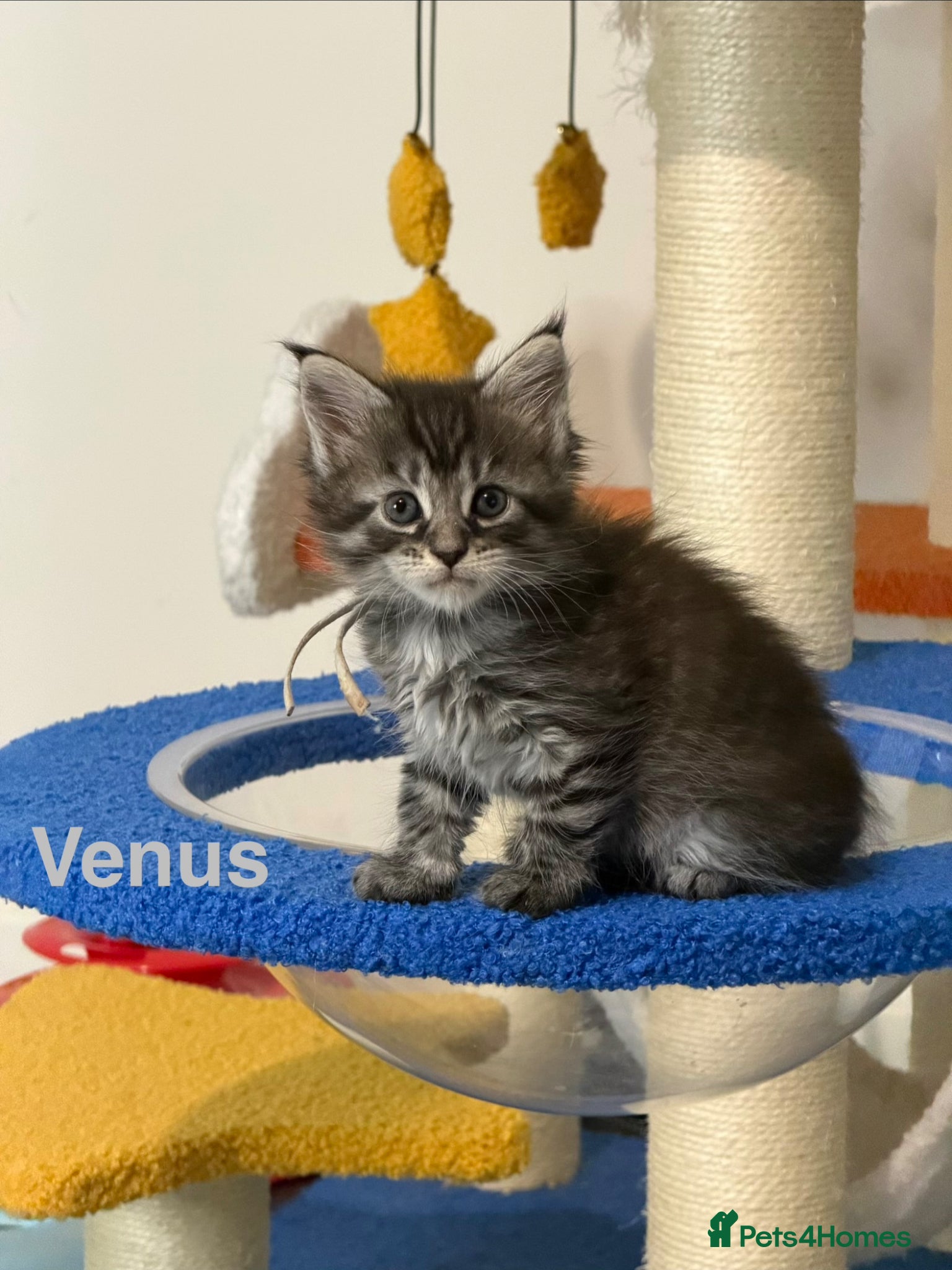 Maine Coon cats TICA Registered Maine Coon Kittens  - Advert 9