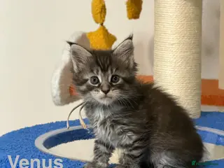 Maine Coon cats TICA Registered Maine Coon Kittens - Advert 9