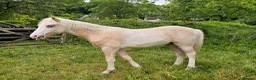 Welsh Section D horses for sale: Palomino Welsh pb colt  - Advert 3