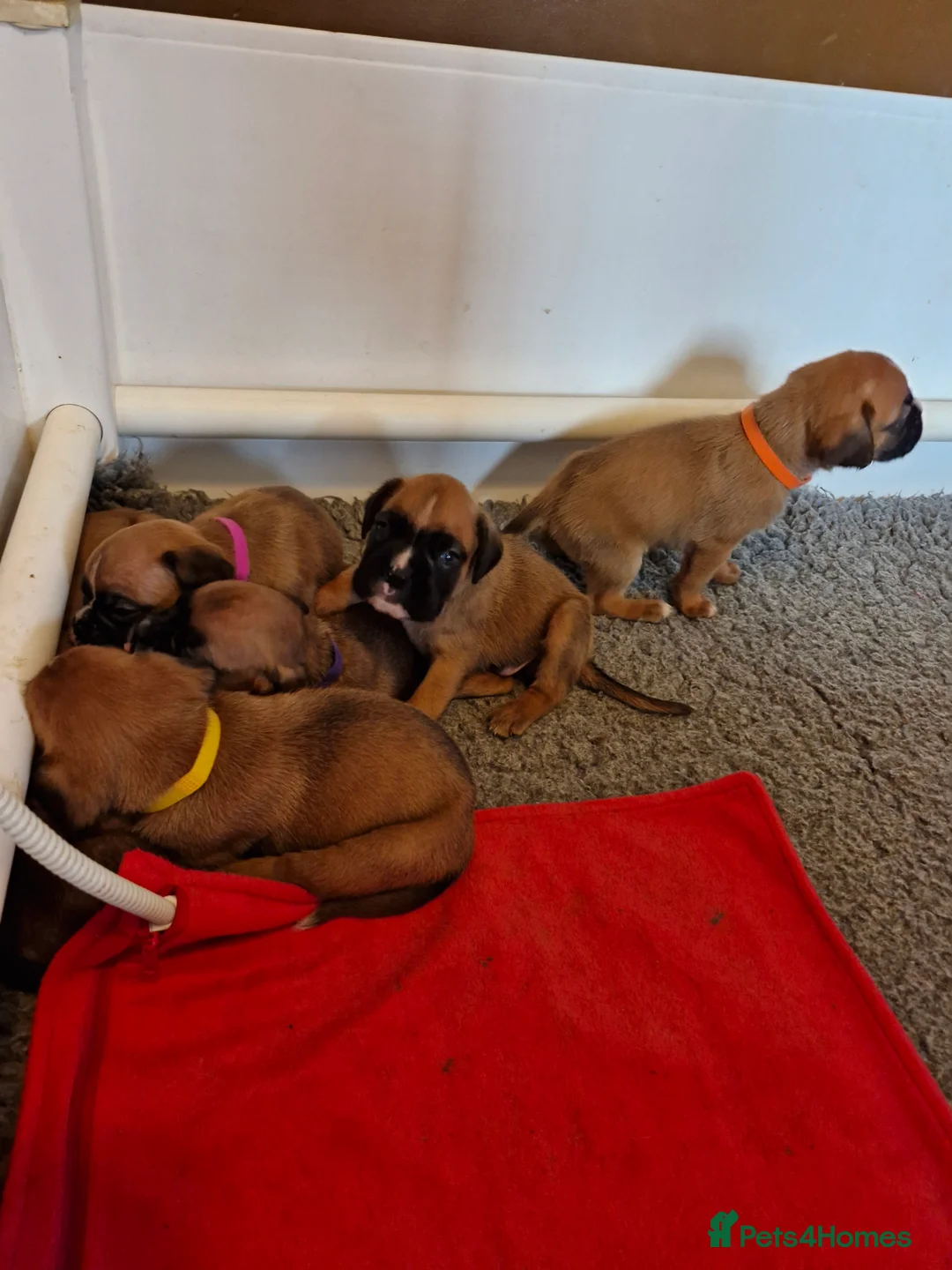Boxer dogs for sale: STUNNING GORGEOUS KC PUPPIES  - Advert 12
