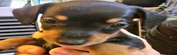 Jackshund dogs for sale: Miniature Jackshund puppies 🐶  - Advert 20