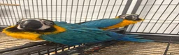 Mixed Breed birds for sale: Various Stunning Birds - Nationwide Delivery  in Newcastle upon Tyne - Advert 8