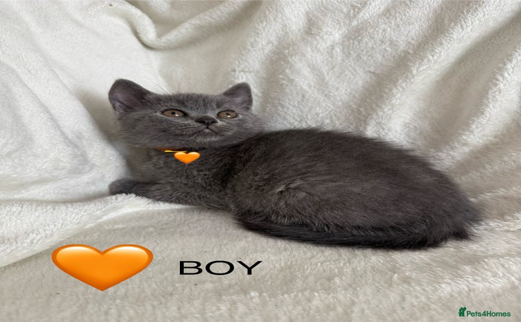 British Shorthair cats - Advert 3