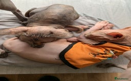 Sphynx cats for sale: Male Sphinx available  - Image 2