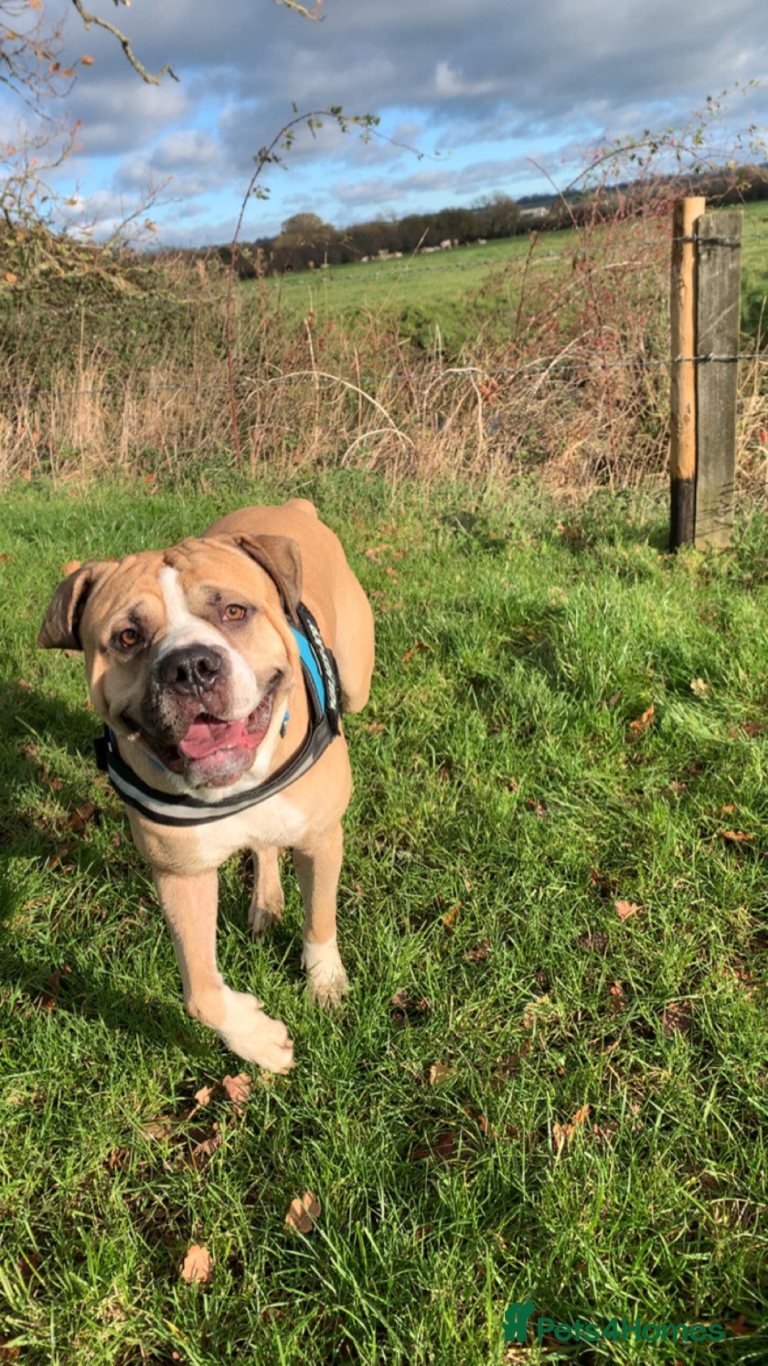 Mixed Breed dogs for sale: American bulldog Cross mastiff  - Advert 7