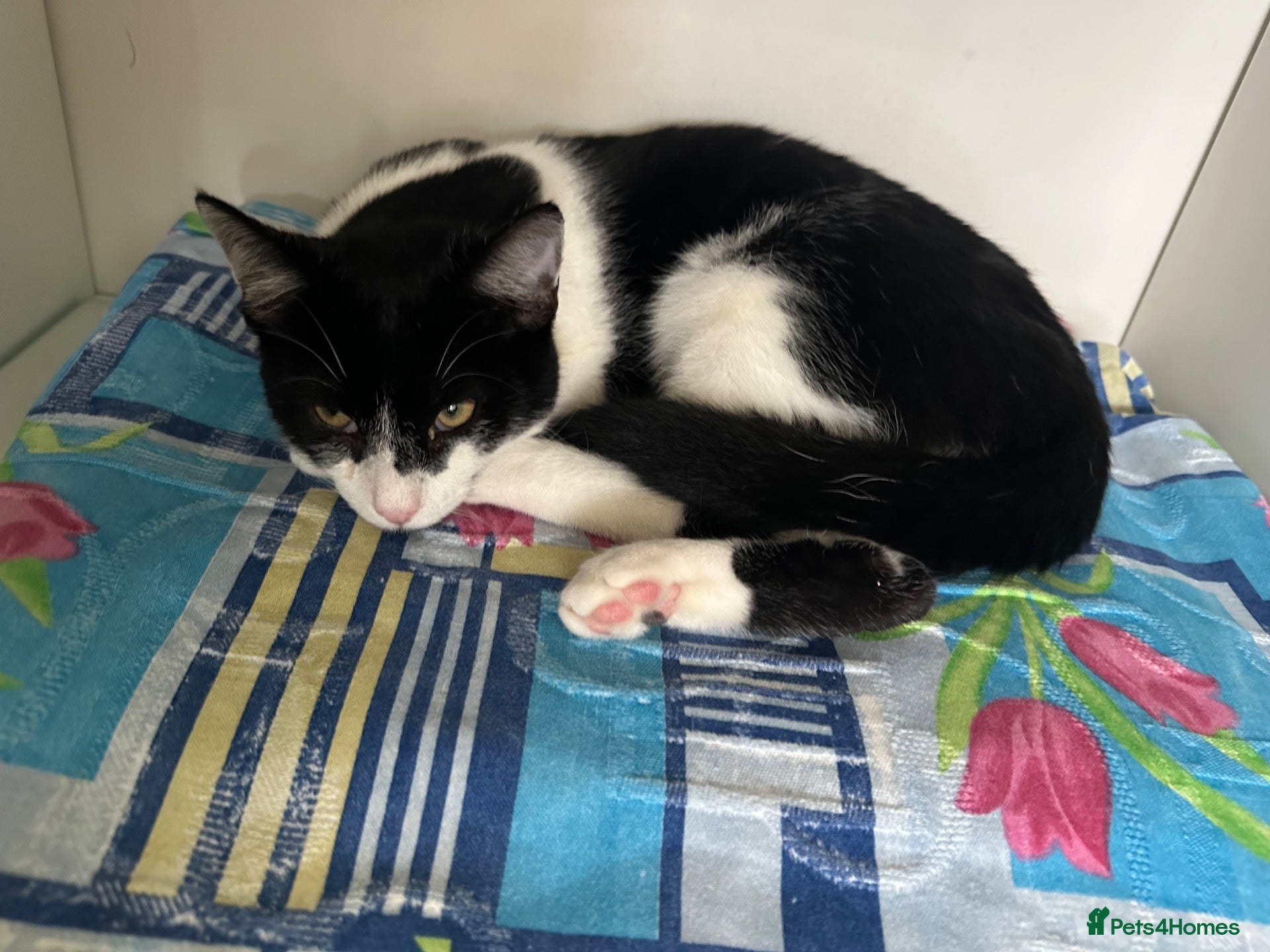 Mixed Breed cats Cute black and white male tuxedo cat, 6 months old - Advert 4
