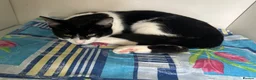 Mixed Breed cats for sale: Cute black and white male tuxedo cat, 6 months old in Luton - Advert 1