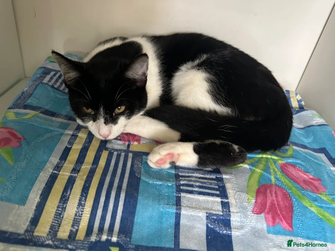 Mixed Breed cats for sale: Cute black and white male tuxedo cat, 6 months old in Luton - Advert 1