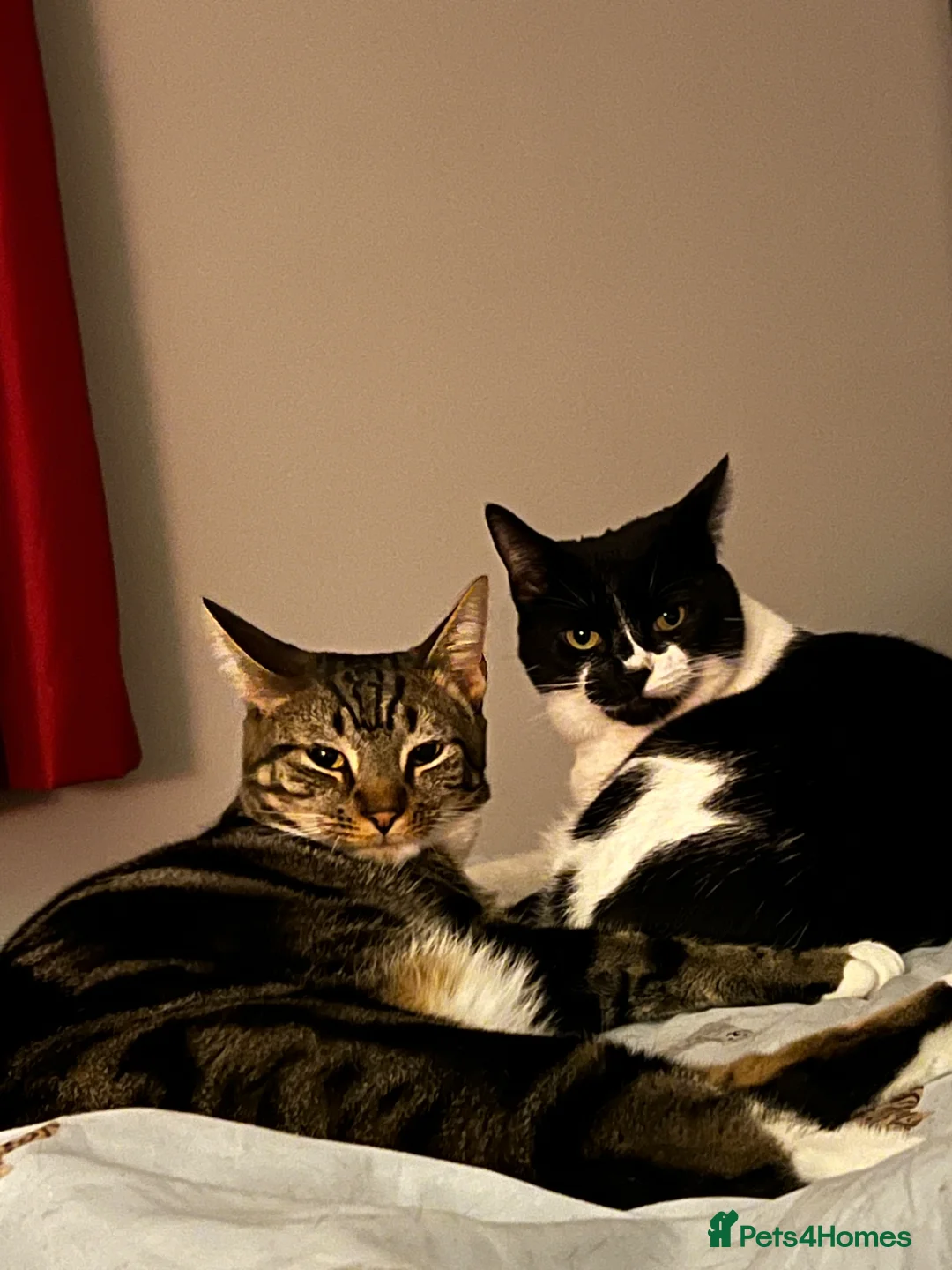 Mixed Breed cats for sale: 2 cats for rehoming together in Newark - Advert 2