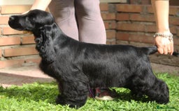 Cocker Spaniel dogs for sale: Beautiful Black Show Type Cocker Spaniel Female - Image 1