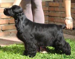 Cocker Spaniel dogs - Advert 7