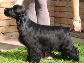 Cocker Spaniel dogs - Advert 1