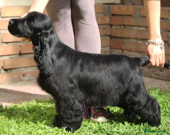 Cocker Spaniel dogs - Advert 1