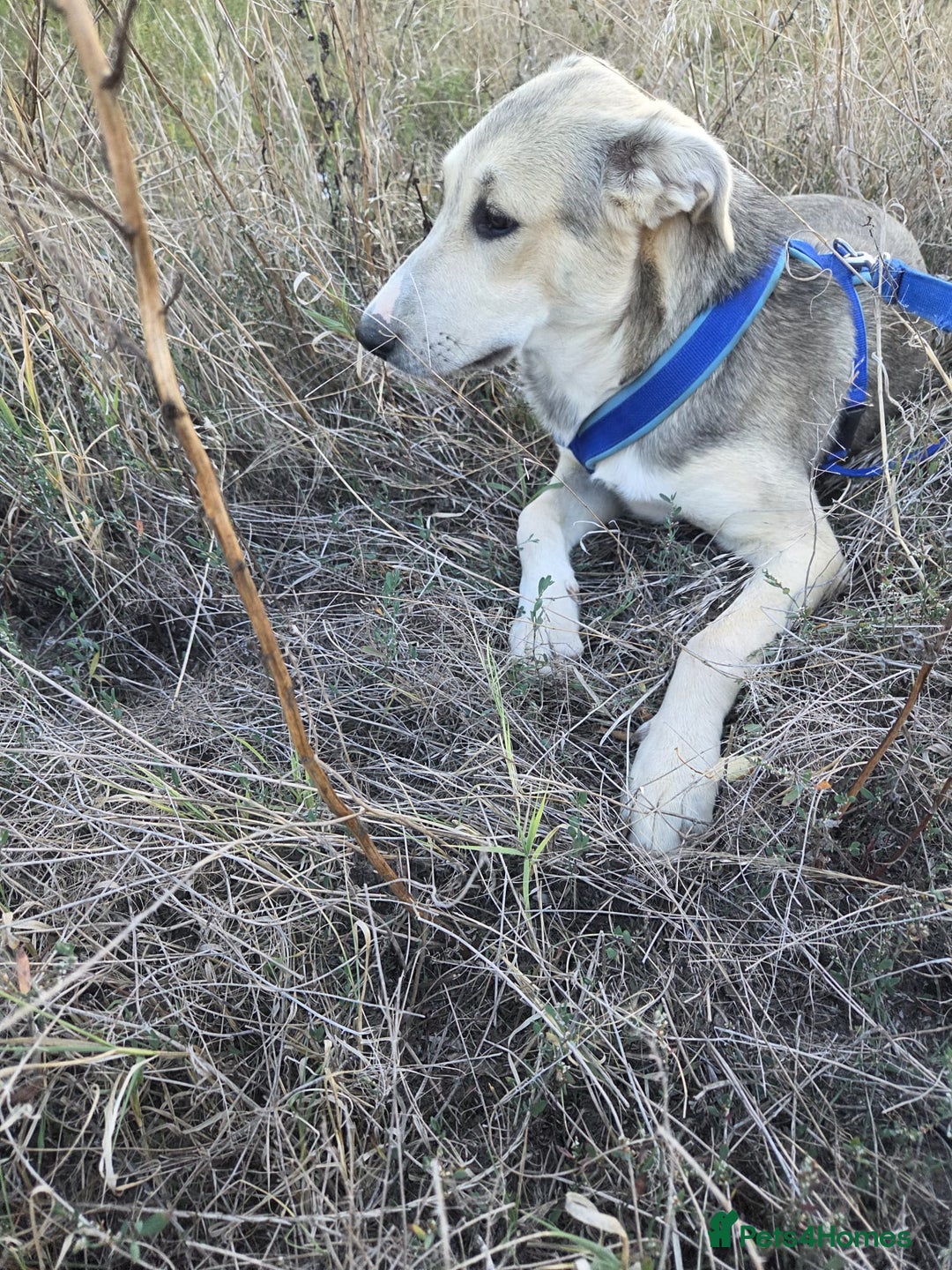 Mixed Breed dogs for adoption: RUDI - a Lovely young boy for a Loving Home - Image 5