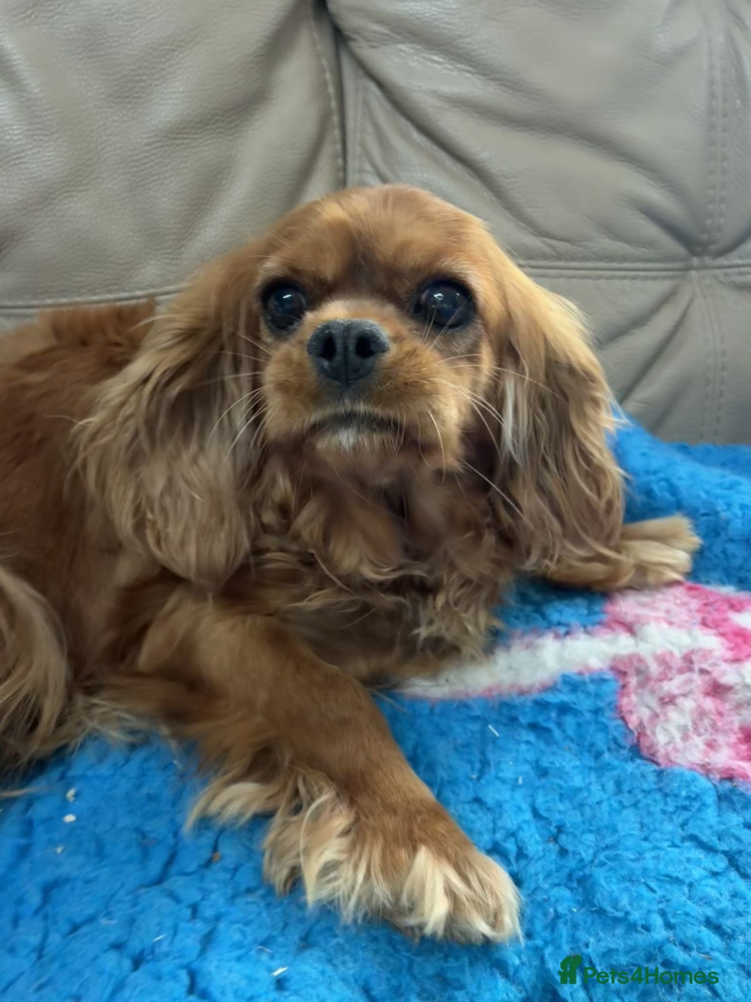 Cavalier King Charles Spaniel dogs 💖 Beautiful Bonnie CKC spaniel 💖 - Advert 1