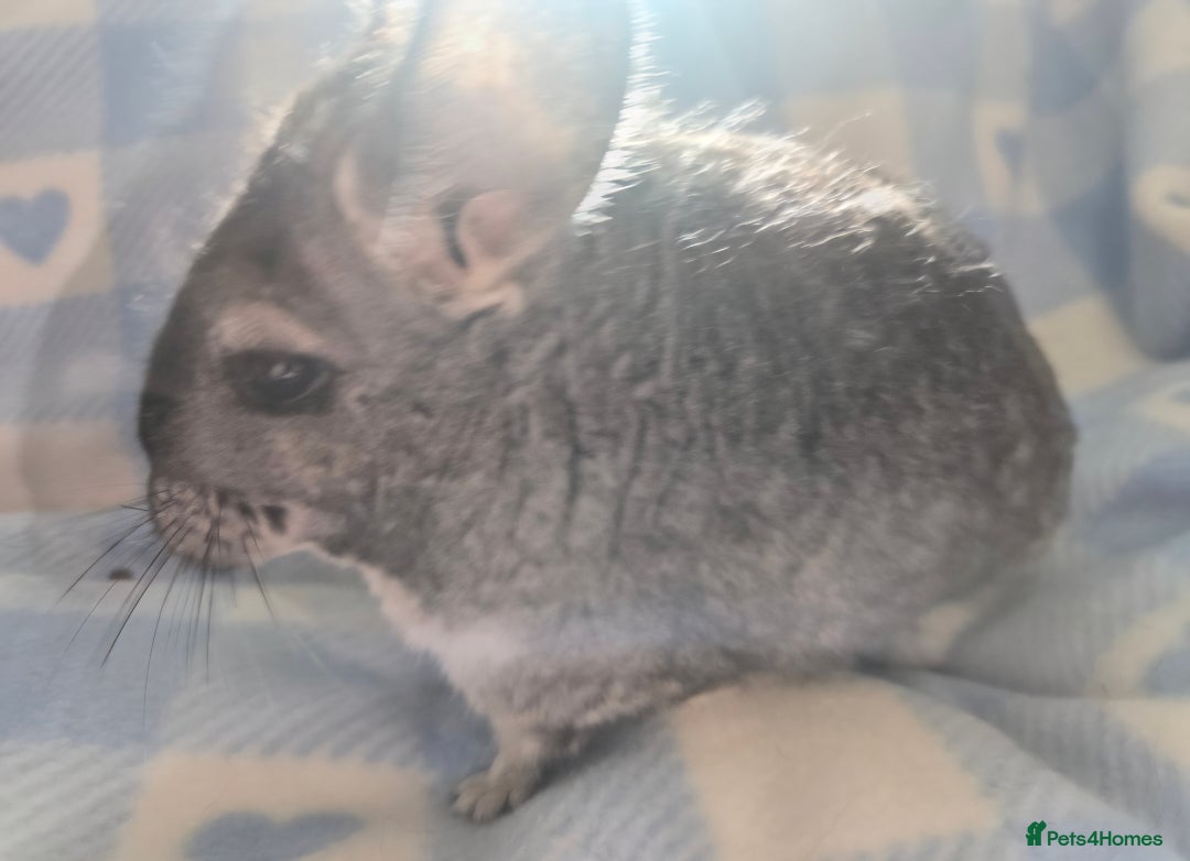 Chinchilla rodents for sale: Bonded mother and daughter pair - Image 8