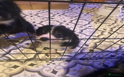 Border Collie dogs for sale: Border collie pups - Image 4
