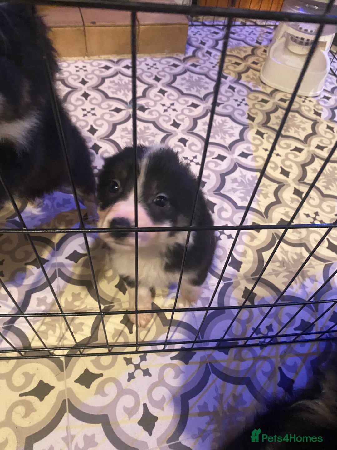 Border Collie dogs for sale: Border collie pups - Image 4