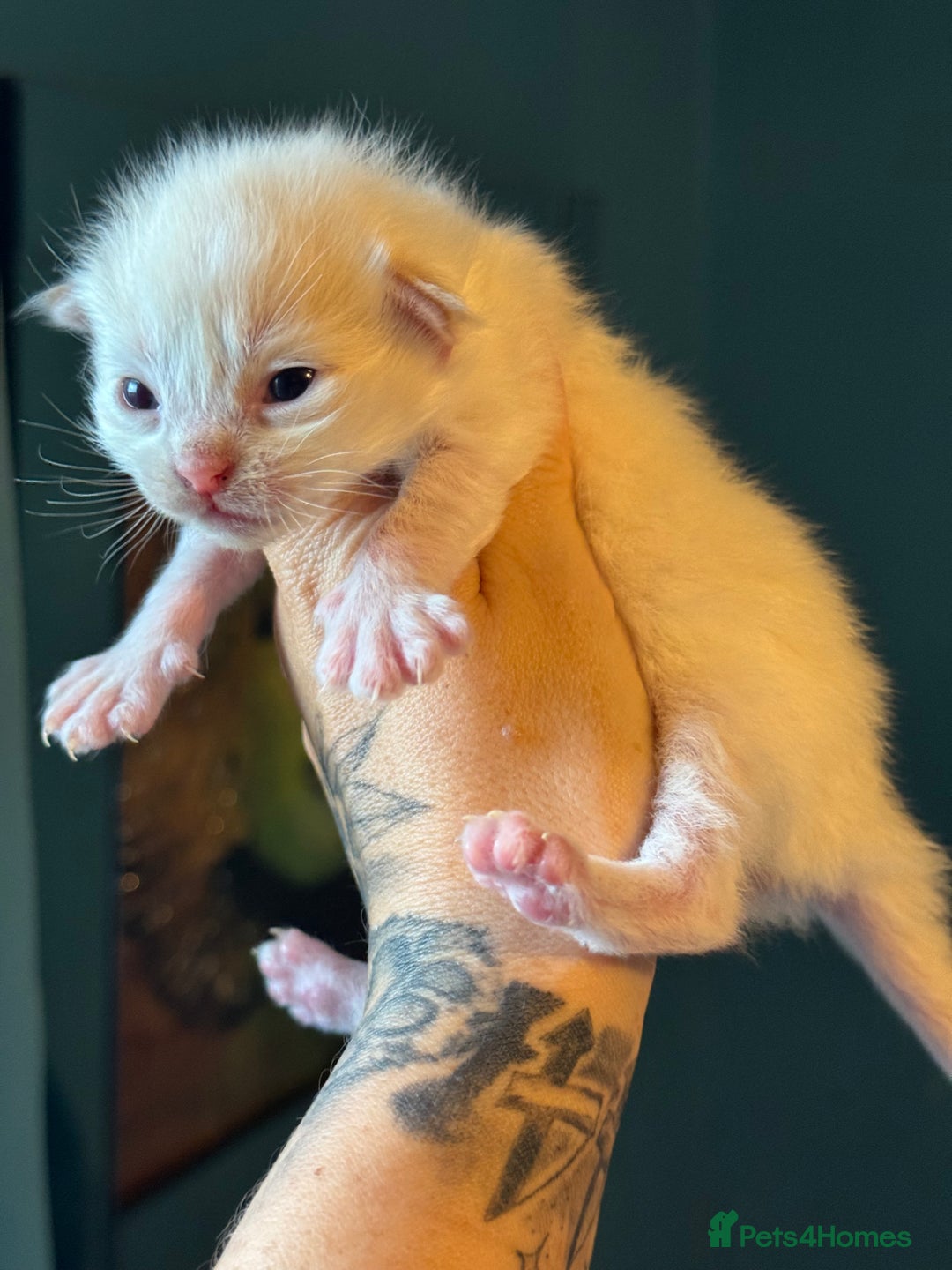 Ragdoll cats for sale: Tortie flame mink sepia tica  - Image 11
