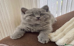 British Shorthair cats for sale: Gorgeous British Blue Kittens - Image 5