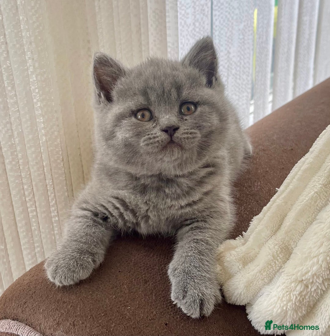 British Shorthair cats for sale: Gorgeous British Blue Kittens - Image 5