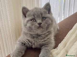British Shorthair cats - Advert 5