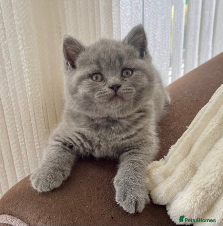 British Shorthair cats - Advert 6