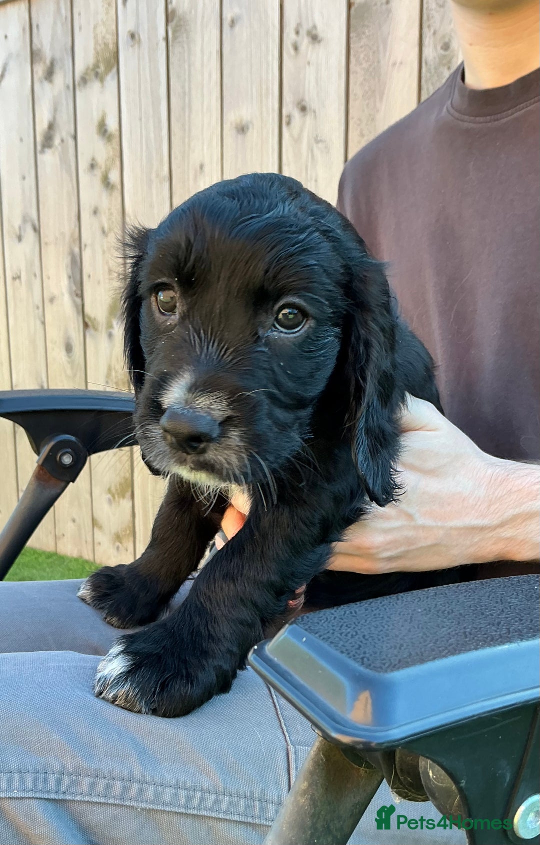 Sprocker dogs for sale:  Sprocker spaniel puppies - Ready Soon ! - Image 13
