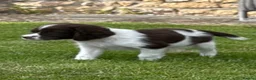 English Springer Spaniel dogs for sale: Very Well Bred Male Springer Spaniels - Advert 6