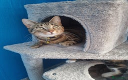 Mixed Breed cats for sale: Male and Female Cats - Image 20