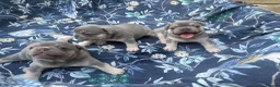 French Bulldog dogs for sale: 3 Beautiful Blue Tan French Bulldog Boys - Advert 1