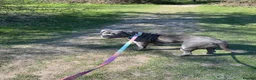 Cane Corso dogs for sale: Cane corso puppies for sale - Advert 1